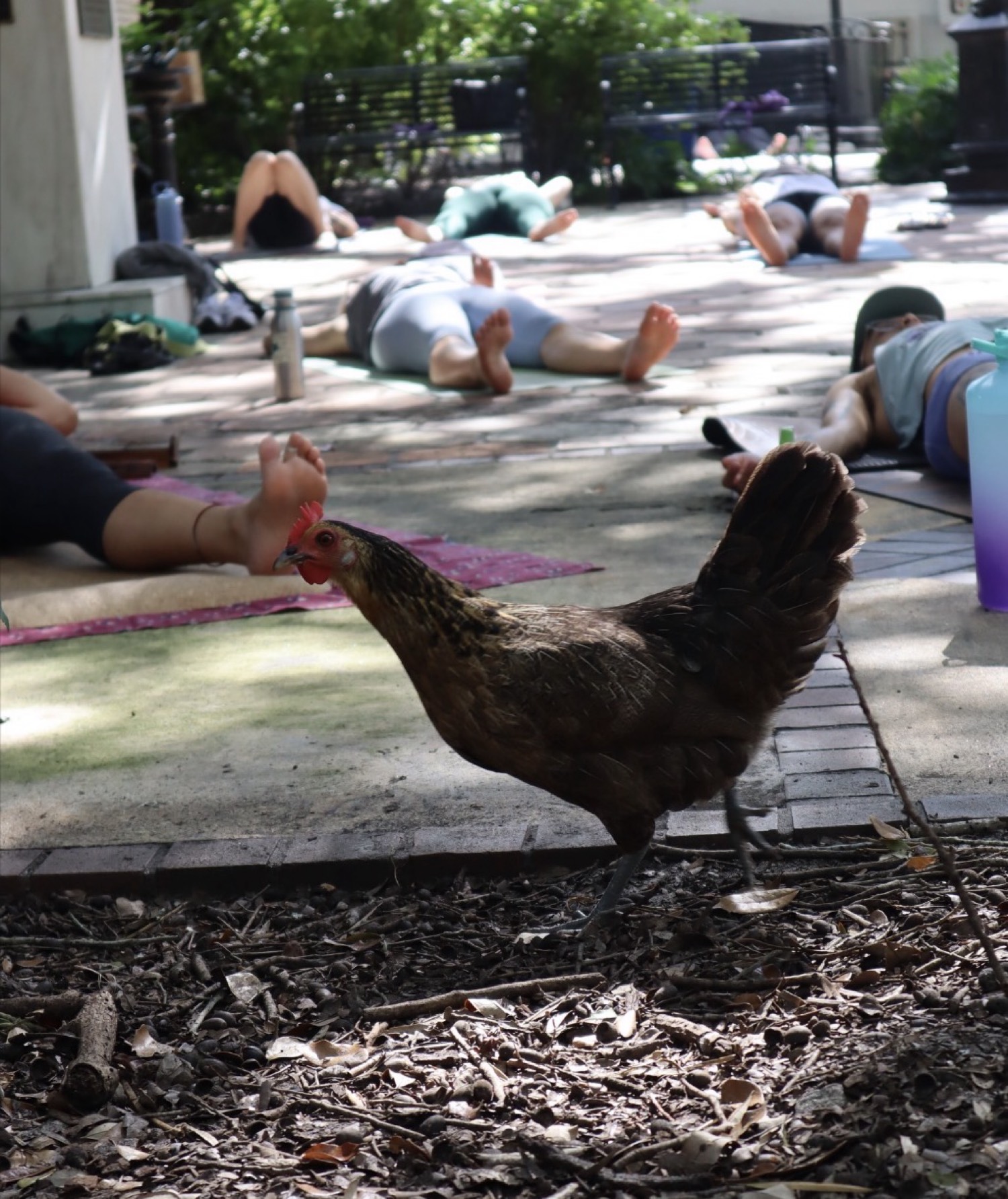 A hen walks through savasana at Yoga in the Park