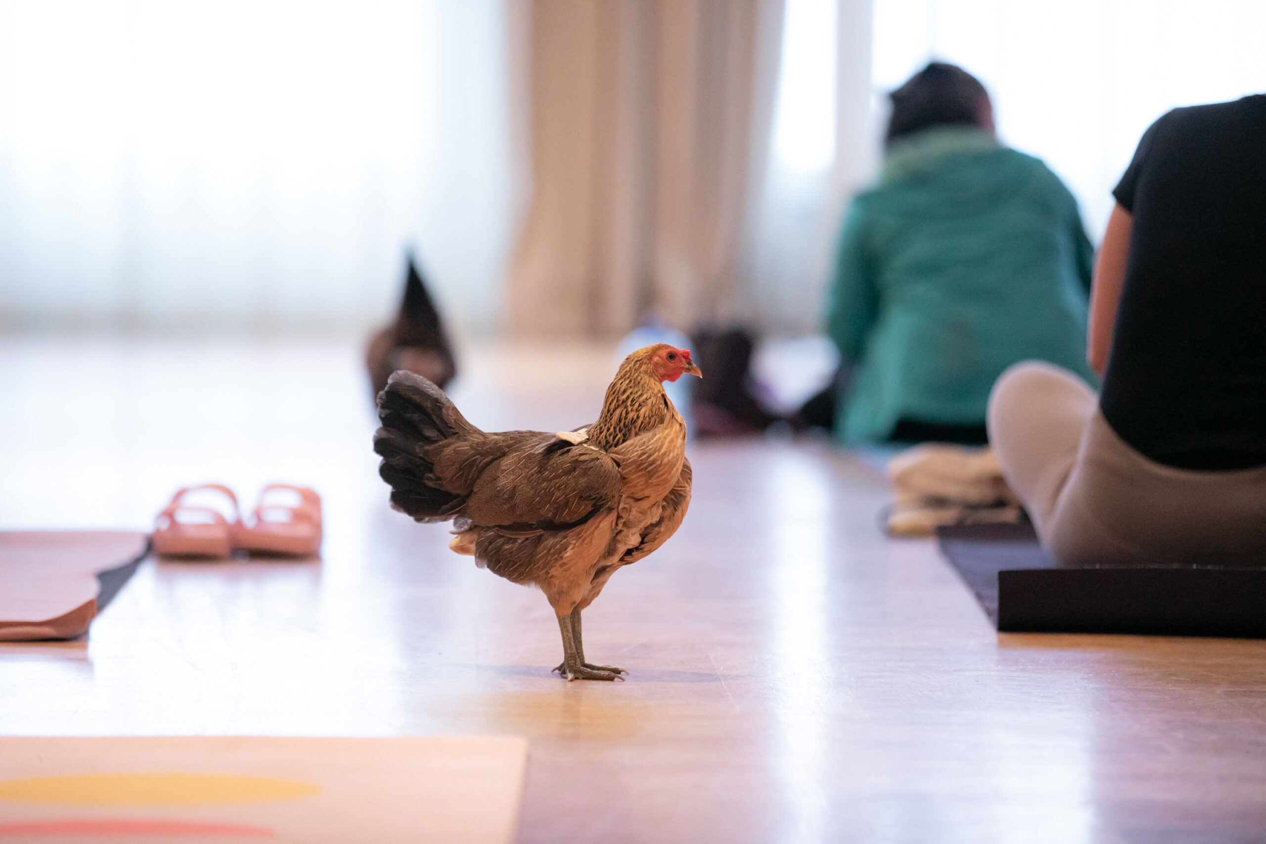 A chicken stands on a yoga mat in a studio, while participants practice yoga in the background, highlighting an unusual and humorous scene.