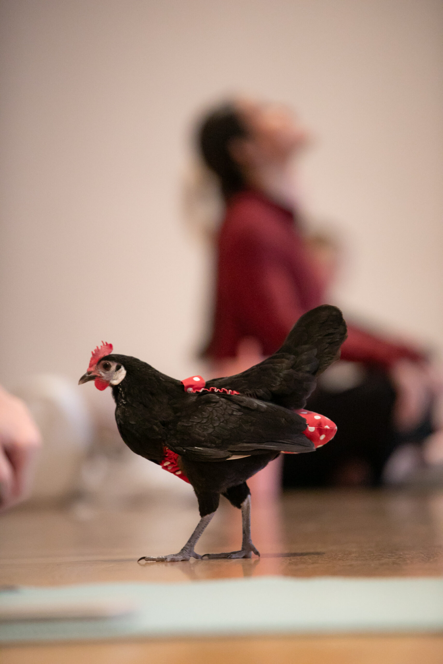 A black chicken with red accents walks on a polished floor, with people practicing yoga in the blurred background, adding a unique twist to the scene.